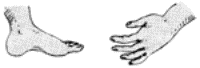 Drawing of a hand and a foot.