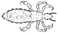 Drawing of a louse.