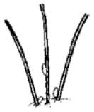 Drawing of lice eggs on hair.