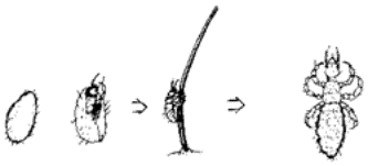 Diagram of the life stages of a louse.