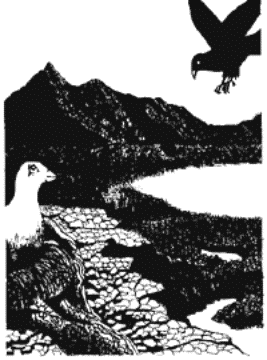 Drawing of a bird flying about to land over a lake