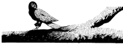 Drawing of a bird on a tree branch.