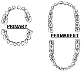 Diagram of primary and permanent teeth.